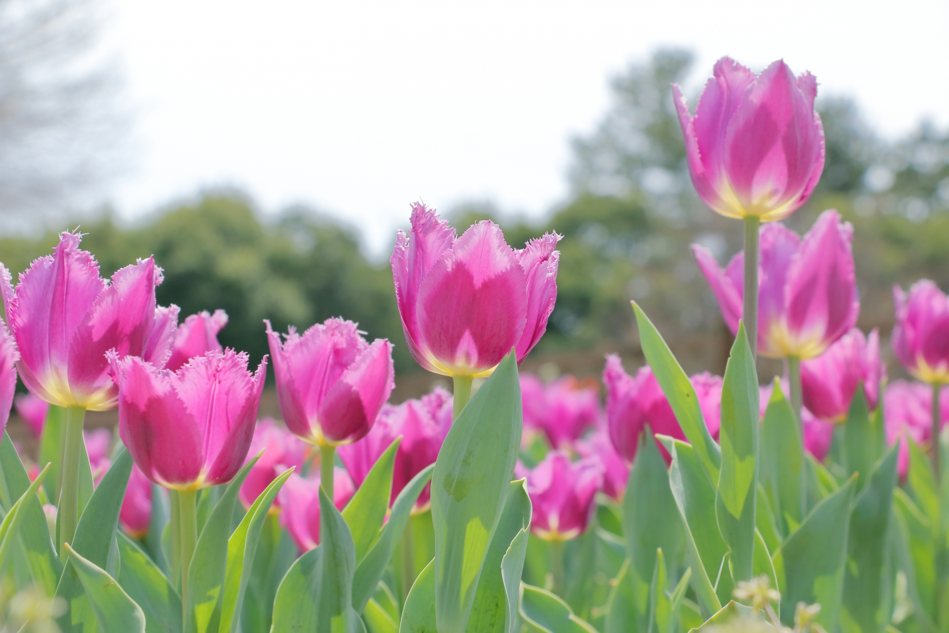 合格しました🌷